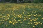 Campo in fiore vicino alla contessa+ (31kb)